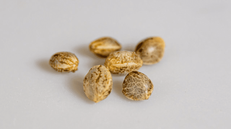 You Can Grow Cannabis Seeds in Winter – Here’s How to Do It Right
